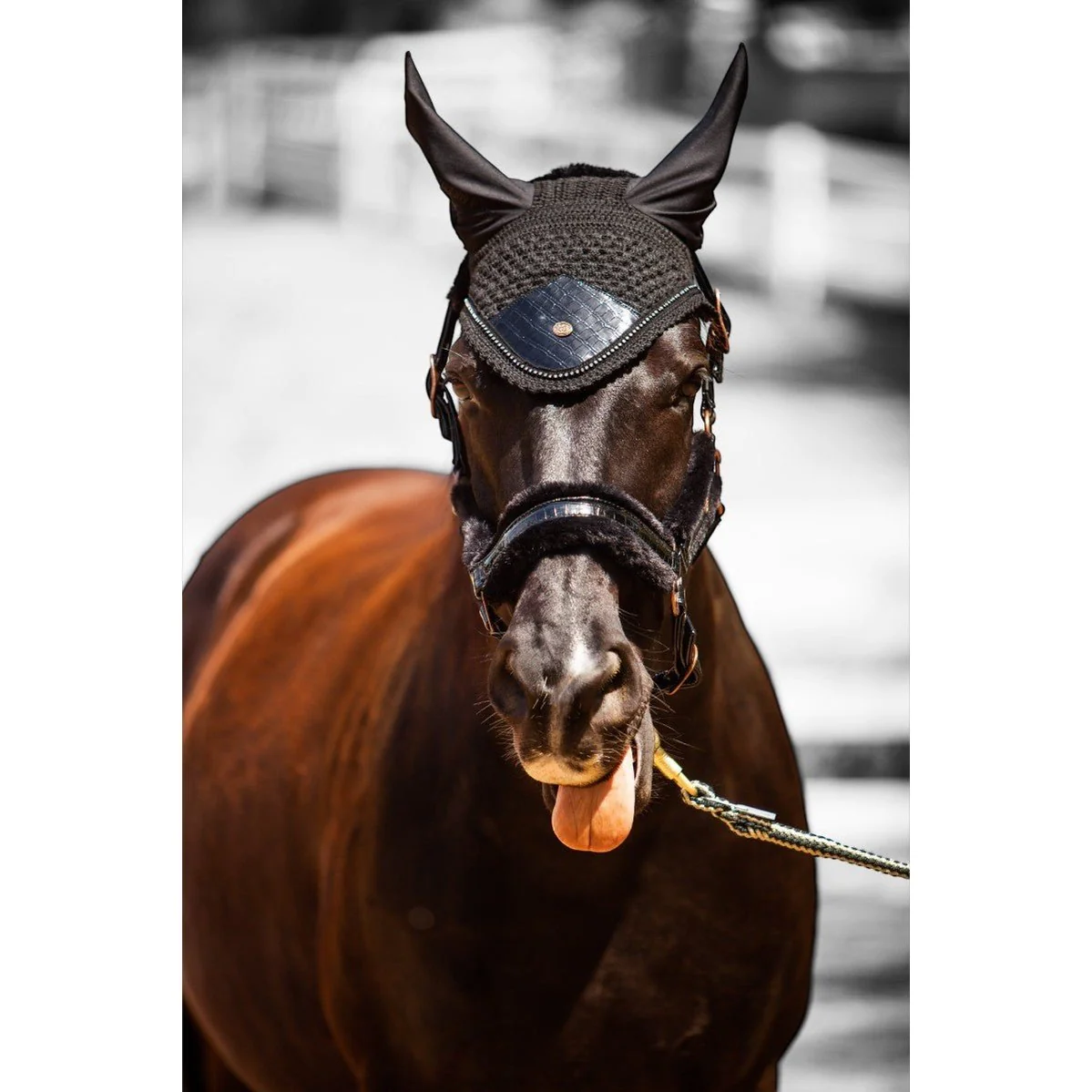 Royal Equestrian Fur Halter Croco Black Full - Image 8
