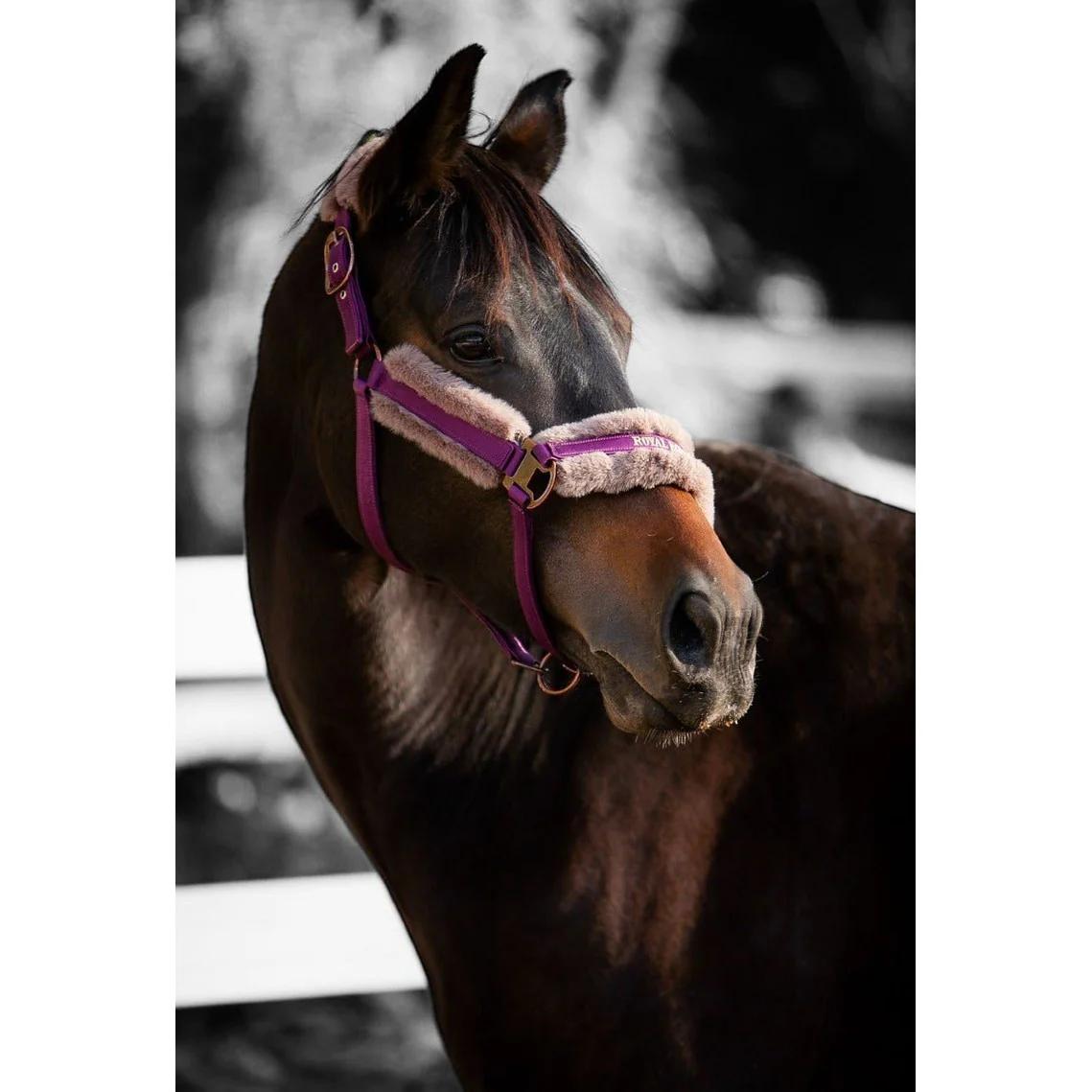 Royal Equestrian Fur Halter Purple Full - Image 5