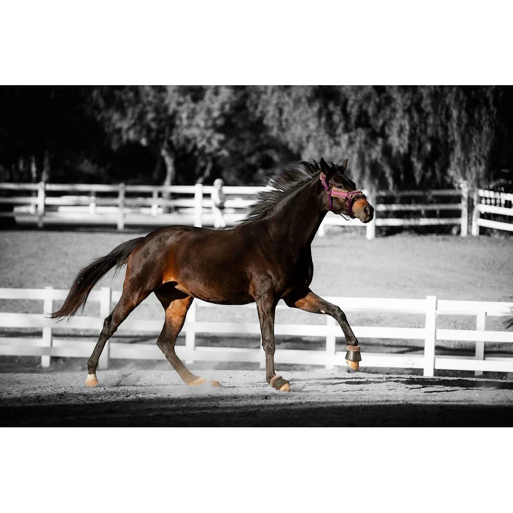 Royal Equestrian Fur Halter Purple Full - Image 6