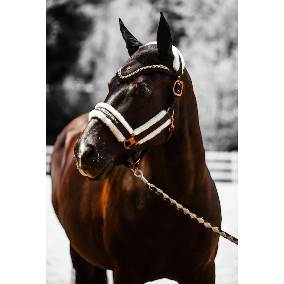 Royal Equestrian Premium Ear Bonnet Black Gold Full - Image 4