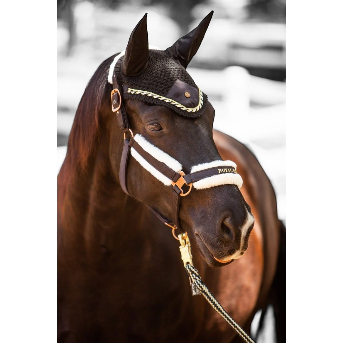 Royal Equestrian Premium Ear Bonnet Black Gold Full - Image 6